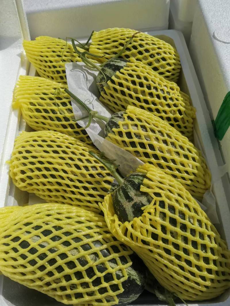 博洋甜瓜，寿光产地，大量现货，欢迎各位老板来电洽谈咨询！