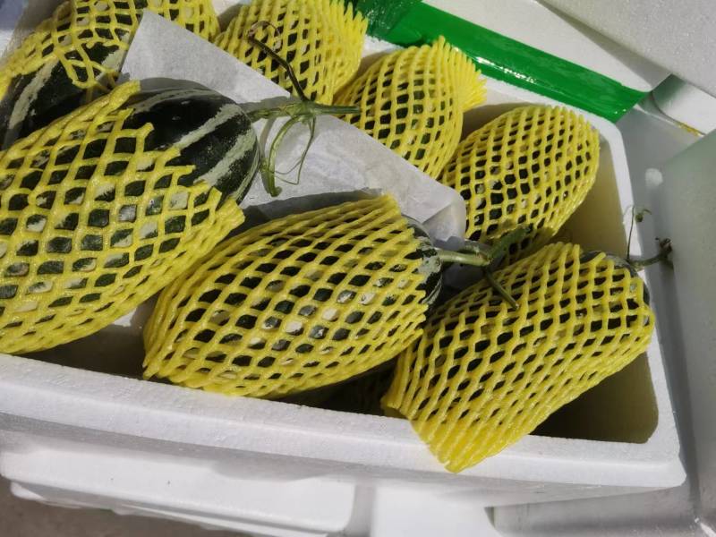 博洋甜瓜，寿光产地，大量现货，欢迎各位老板来电洽谈咨询！
