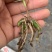 白芨苗