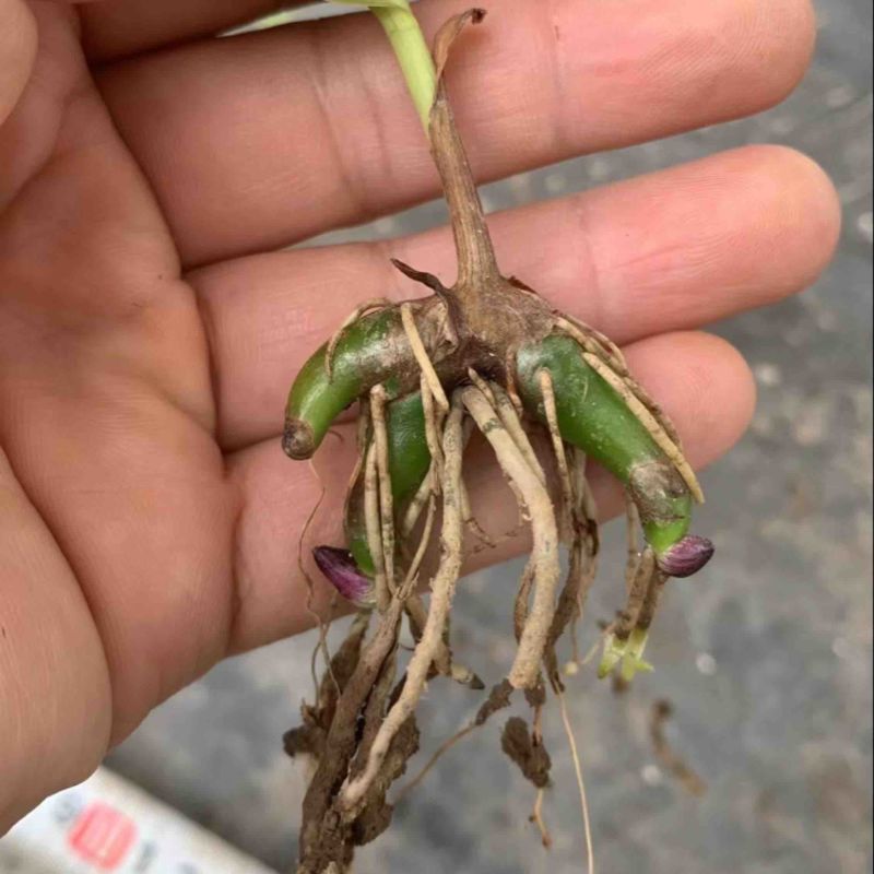 白芨苗