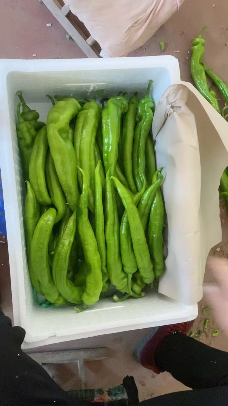精品尖椒山东辣椒质量保证量大从优基地批发欢迎咨询
