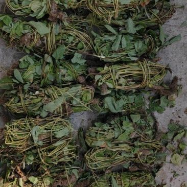 扎把，狸尾草