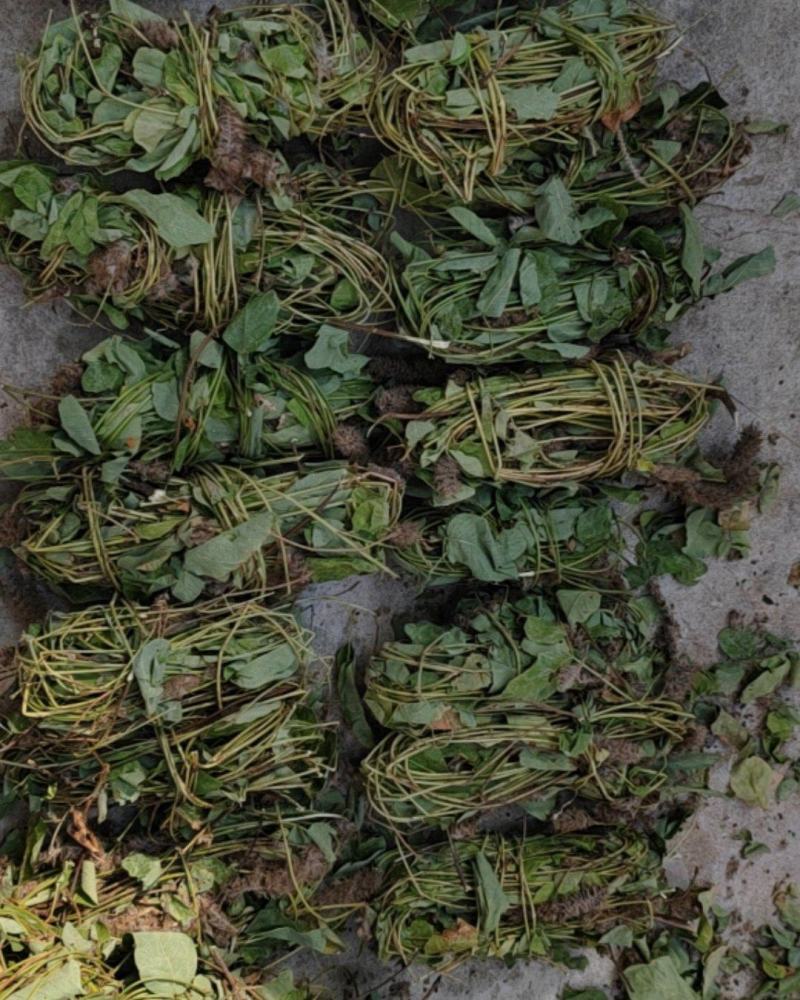 扎把，狸尾草