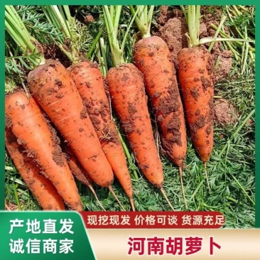 【热卖推荐】胡萝卜/带土/水洗胡萝卜/河南产地/全国发货