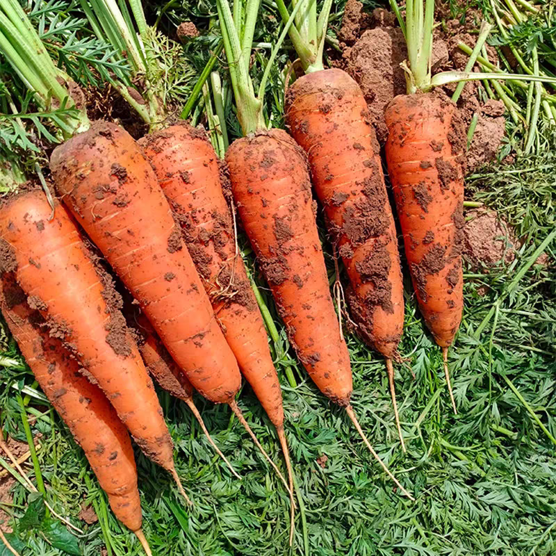 【热卖推荐】胡萝卜/带土/水洗胡萝卜/河南产地/全国发货