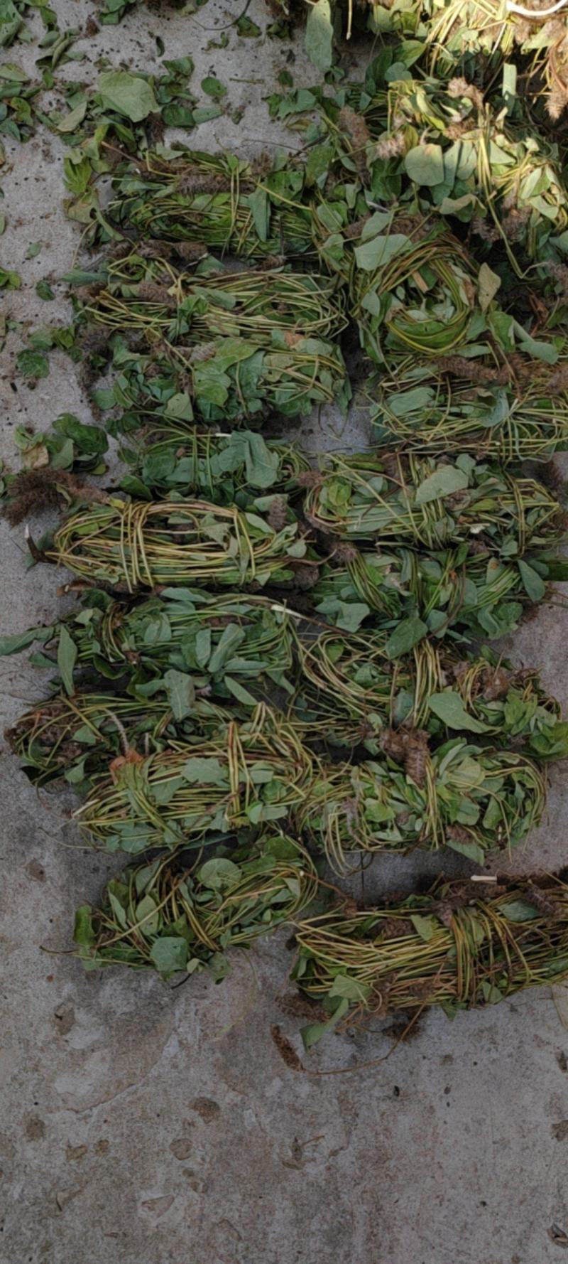 扎把，狸尾草