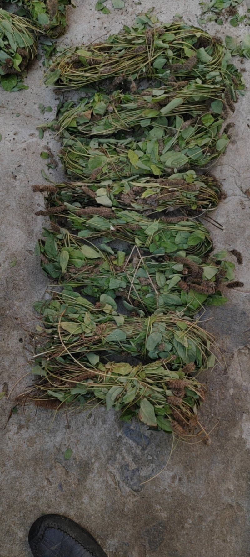 扎把，狸尾草