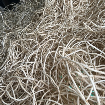 鱼腥草新根