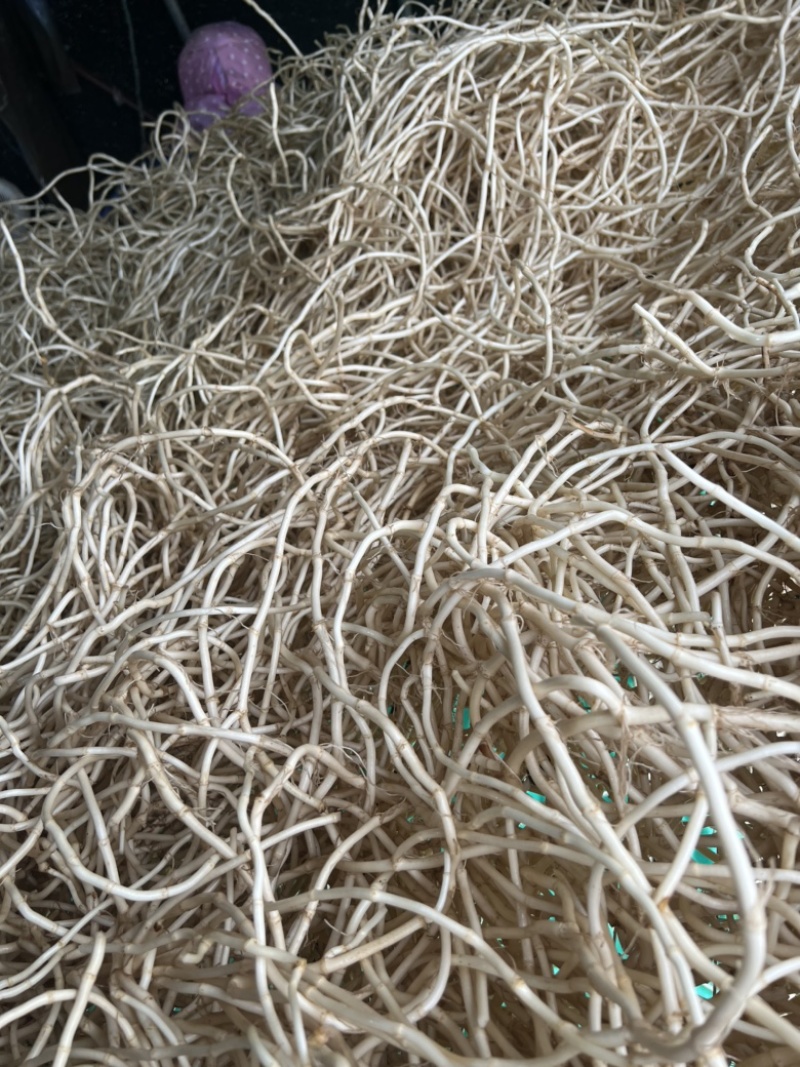 鱼腥草新根