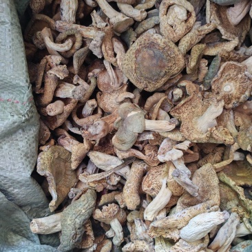 野生优质干青菌数量有限