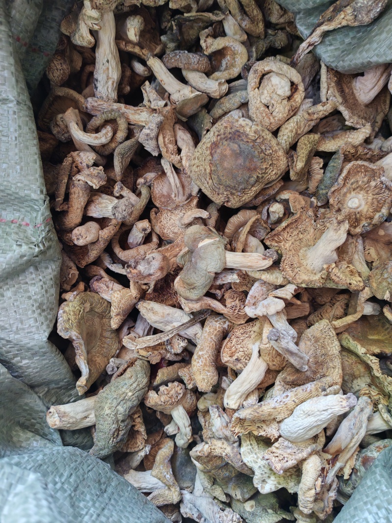 野生优质干青菌数量有限