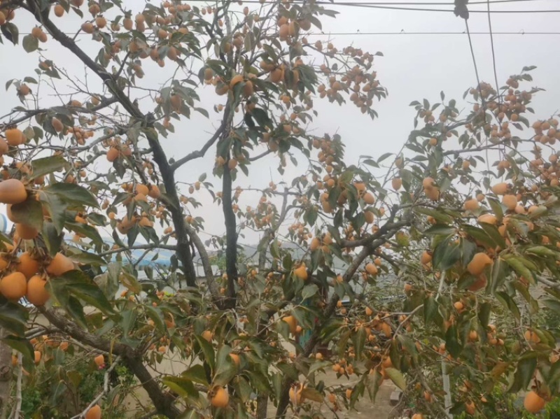 山东临沂牛心柿新鲜上市，产地一手货源，视频看货全国发货