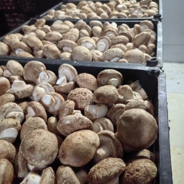 剪根河南西峡新鲜香菇湿香菇白色大菇可找车