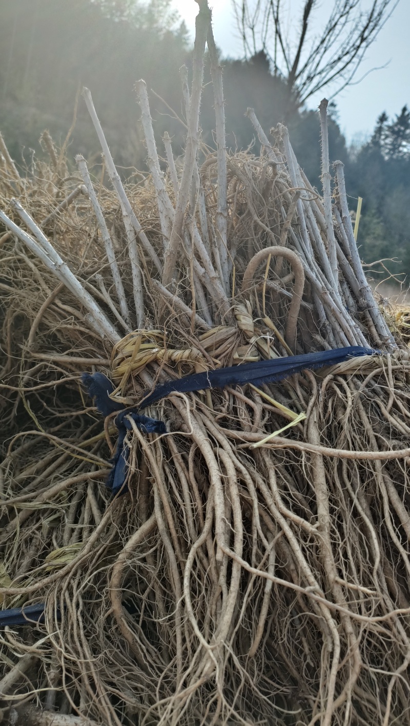 辽宁刺嫩芽苗刺老芽苗