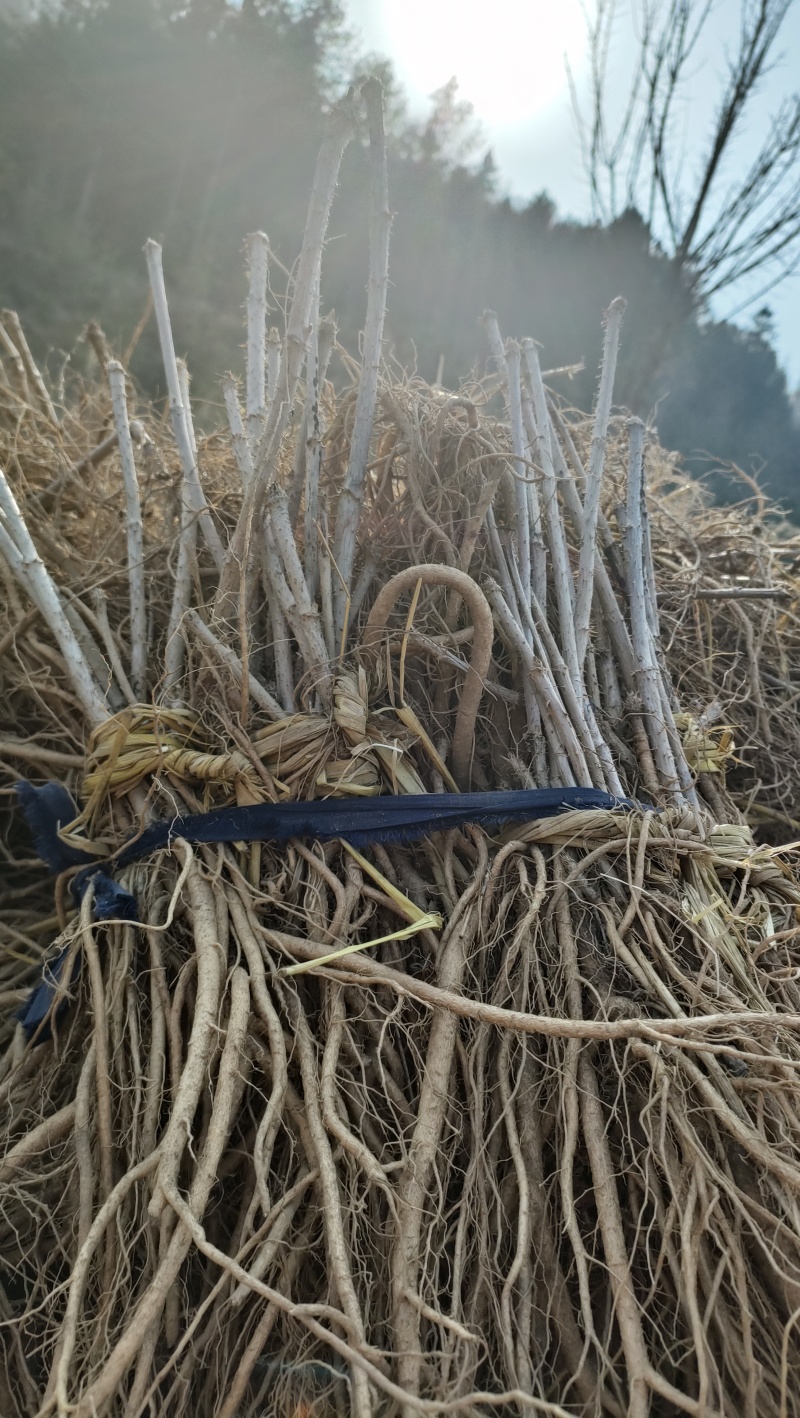 辽宁刺嫩芽苗刺老芽苗