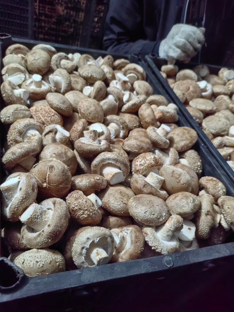 剪根河南西峡新鲜香菇湿香菇白色大菇可找车