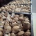 剪根河南西峡新鲜香菇湿香菇白色大菇可找车