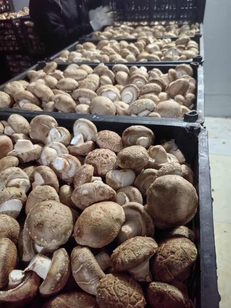 剪根河南西峡新鲜香菇湿香菇白色大菇可找车