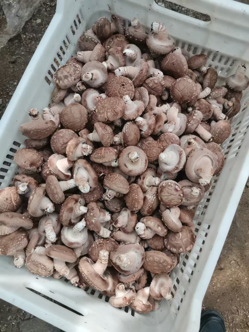 剪根河南西峡新鲜香菇湿香菇白色大菇可找车
