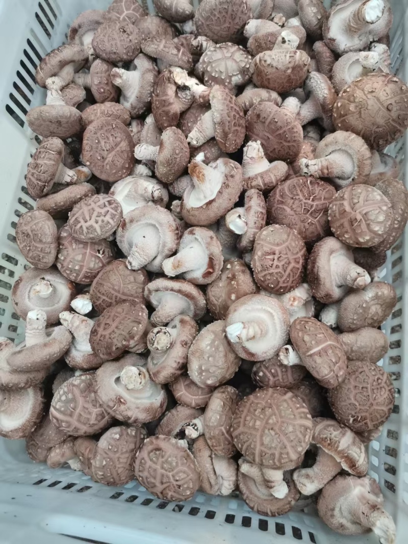 剪根河南西峡新鲜香菇湿香菇白色大菇可找车