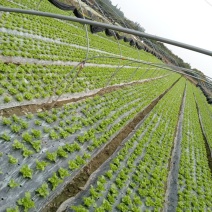 意大利生菜，绿色生菜