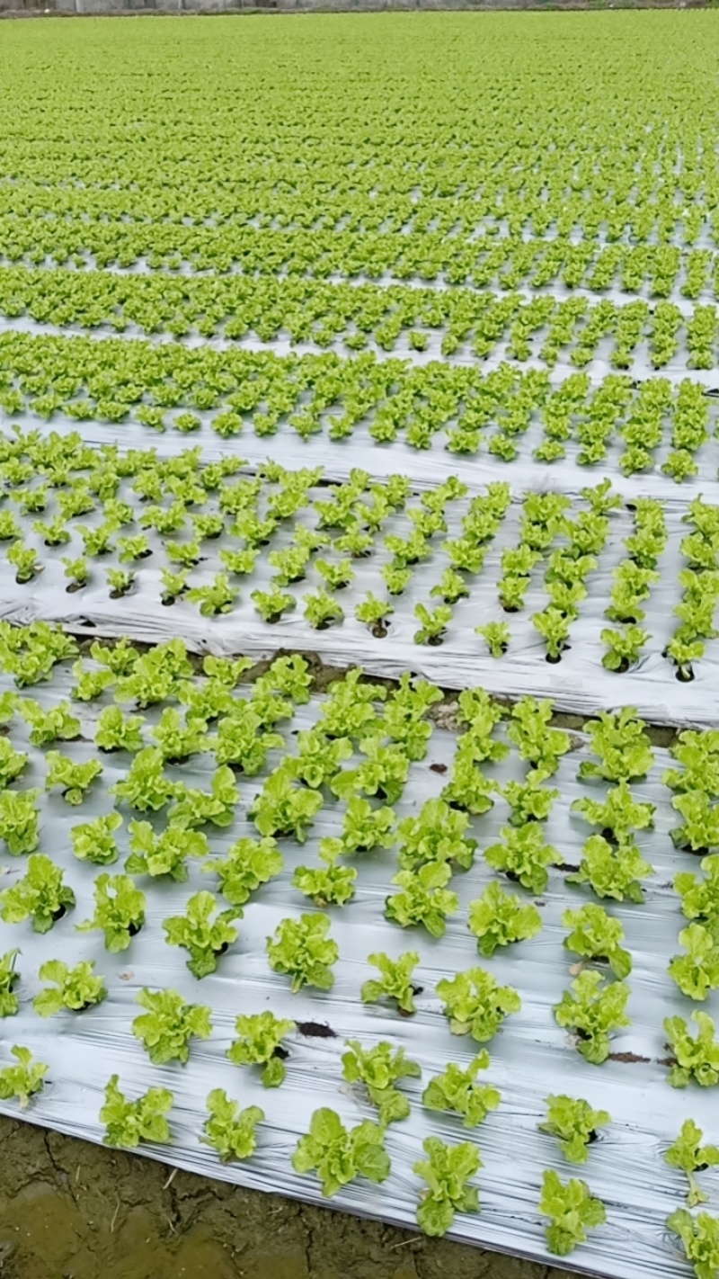 意大利生菜，绿色生菜