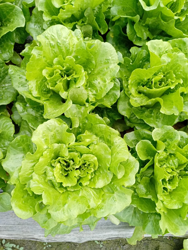 意大利生菜，绿色生菜