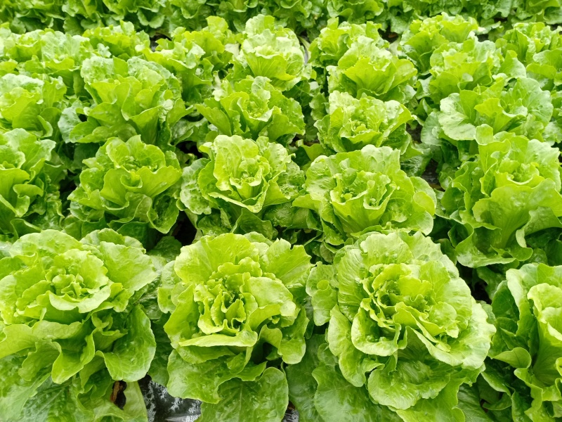 意大利生菜，绿色生菜