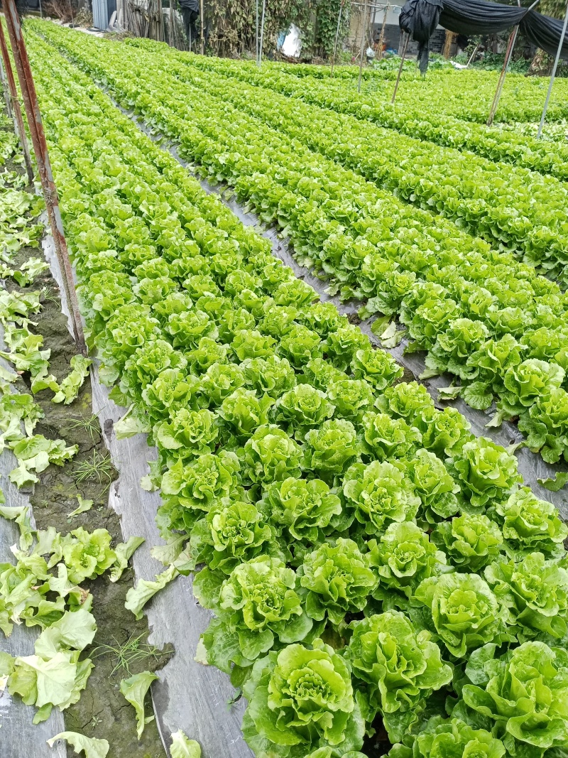 意大利生菜，绿色生菜