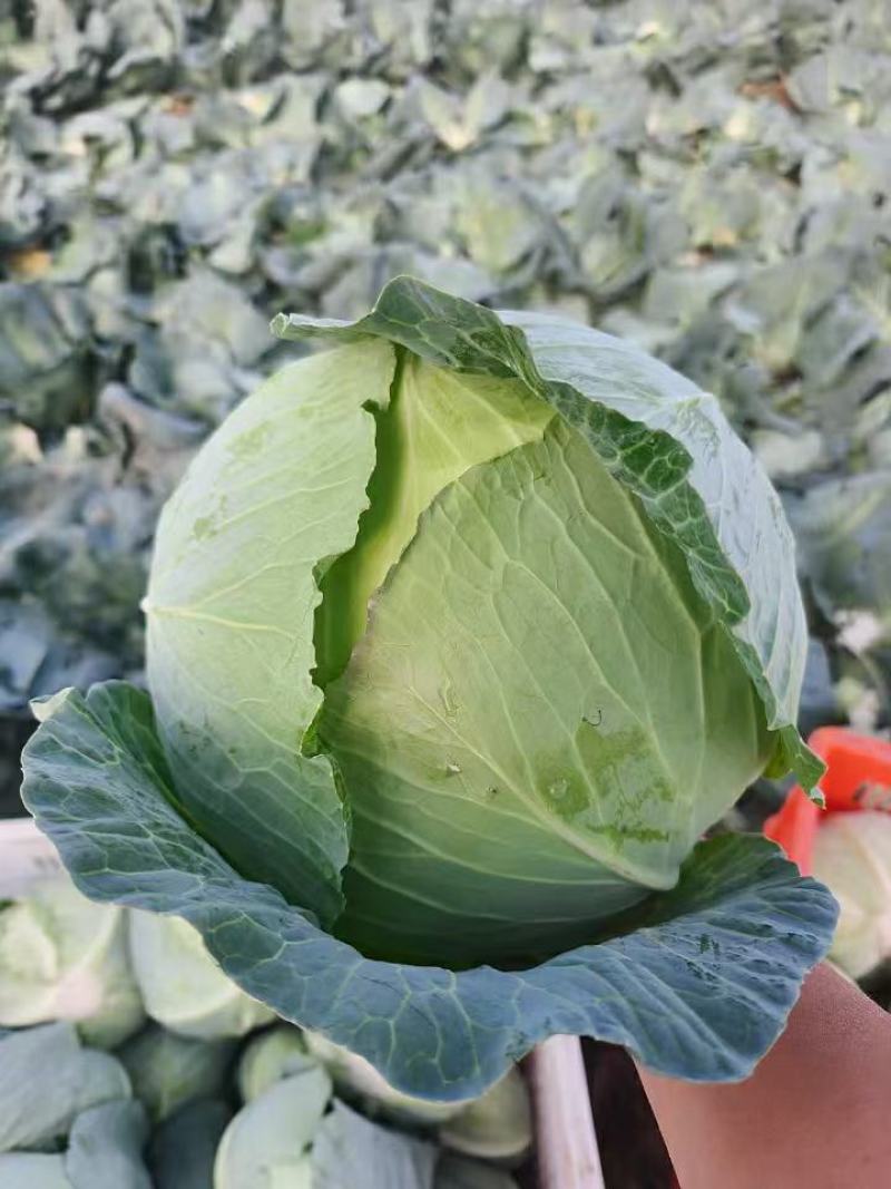 【走货快】平扁包菜奥奇那量大发货价格合理对接市场