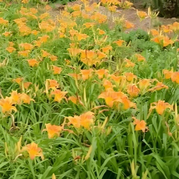 大花萱草包成活品种多价格低欢迎来电量大从优哦