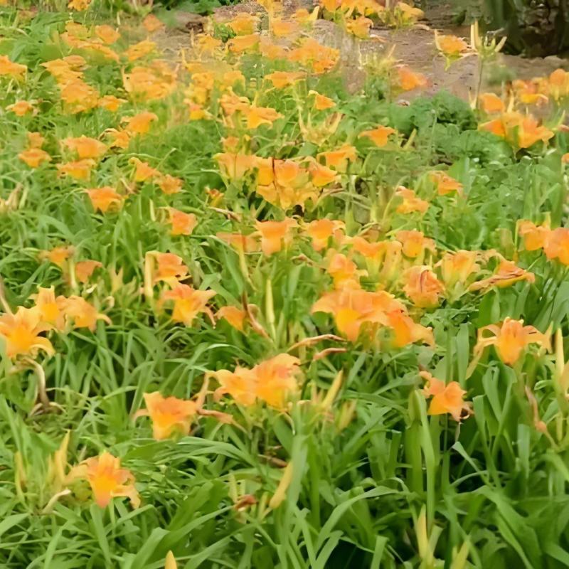 大花萱草包成活品种多价格低欢迎来电量大从优哦