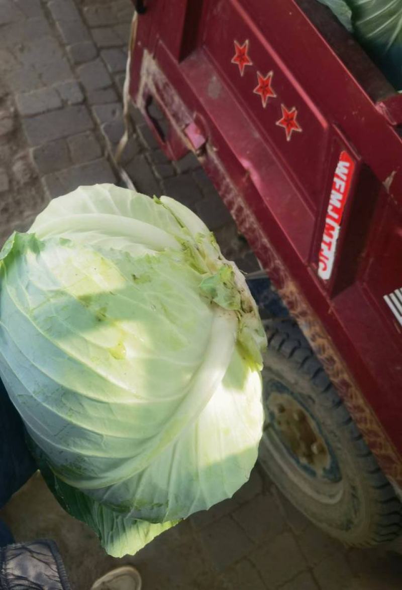 【有货量大】奥奇娜包菜平包菜供货量大欢迎来电