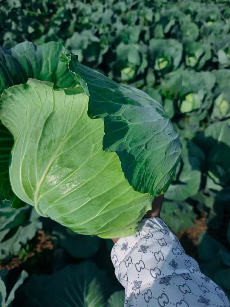 【有货量大】奥奇娜包菜平包菜供货量大欢迎来电