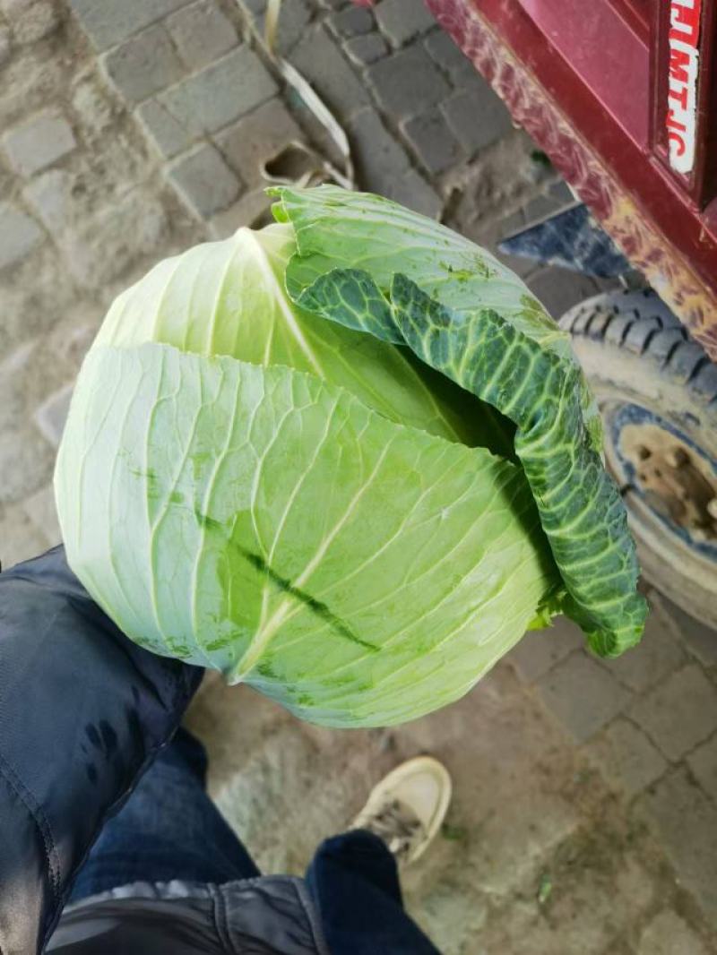 【有货量大】奥奇娜包菜平包菜供货量大欢迎来电