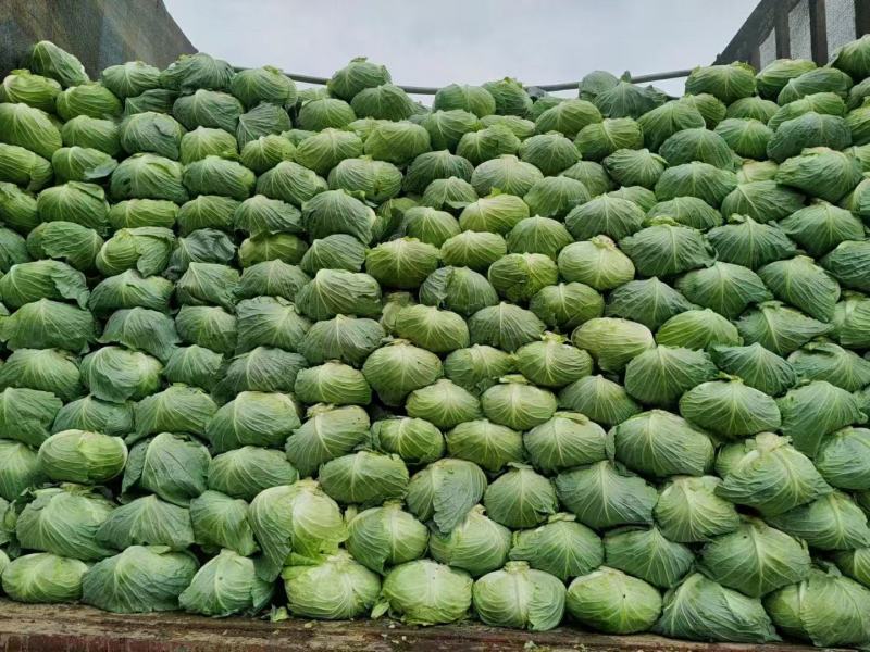 【有货量大】奥奇娜包菜平包菜供货量大欢迎来电