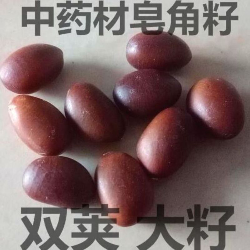 大皂角籽中药材皂角子皂荚籽正品皂籽新货野生皂角子皂角核