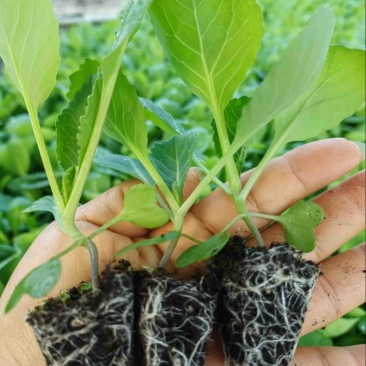 菜花苗各种类型都有大量培育需要联系