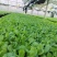 菜花苗各种类型都有大量培育需要联系