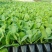 菜花苗各种类型都有大量培育需要联系