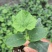 菜花苗各种类型都有大量培育需要联系