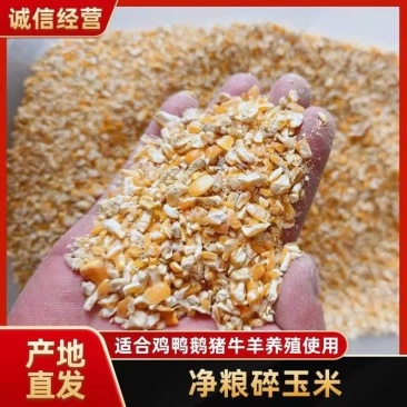 净粮碎玉米，适合鸡鸭鹅猪牛羊养殖使用，无沙无土无霉变。
