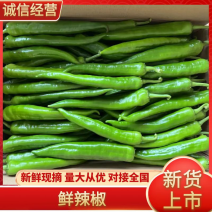 湛江鲜辣椒，青皮尖椒，羊角椒，尖椒，青尖椒，欢迎来电咨询