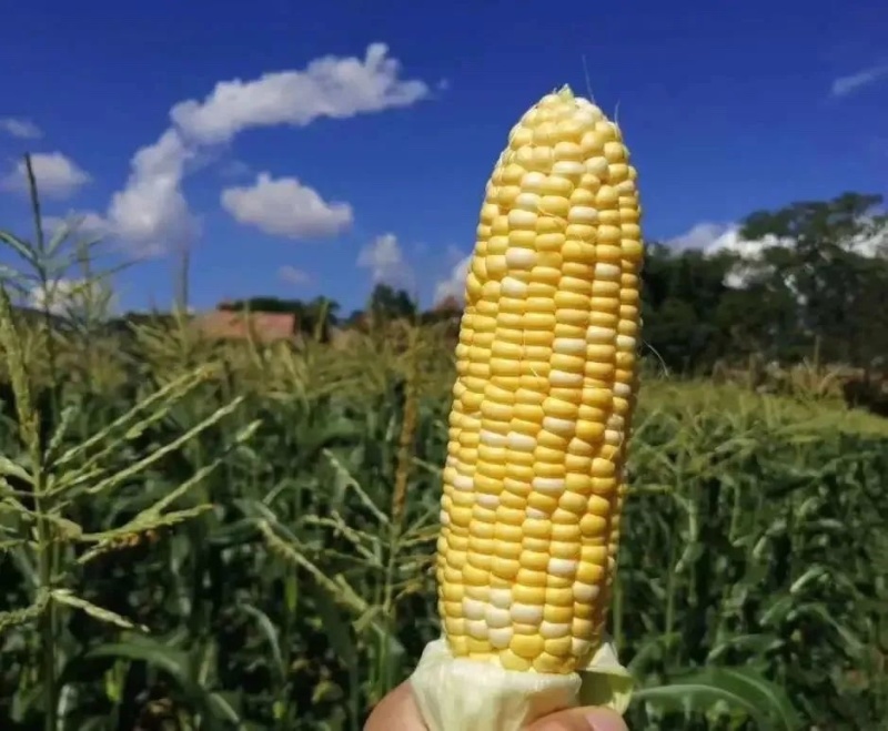 云南双色花超水果玉米大量上市超甜爆汁保质保量
