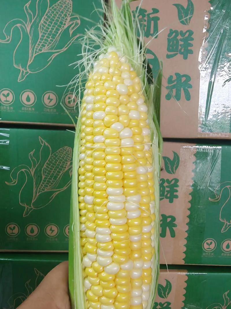云南双色花超水果玉米大量上市超甜爆汁保质保量