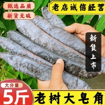 新货皂角大皂角长皂角大皂荚洗发水皂角皂荚粉皂角段中草药包