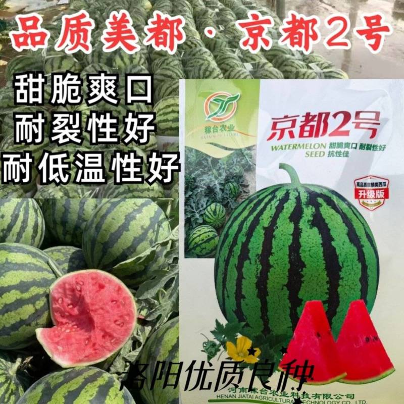 京都2号美都西瓜种子甜脆耐裂麒麟西瓜早熟超8424红瓤圆