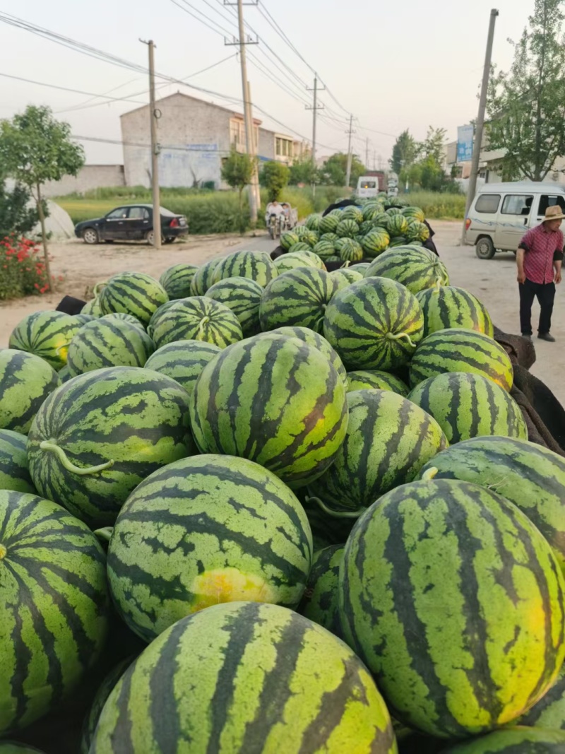 京都2号美都西瓜种子甜脆耐裂麒麟西瓜早熟超8424红瓤圆