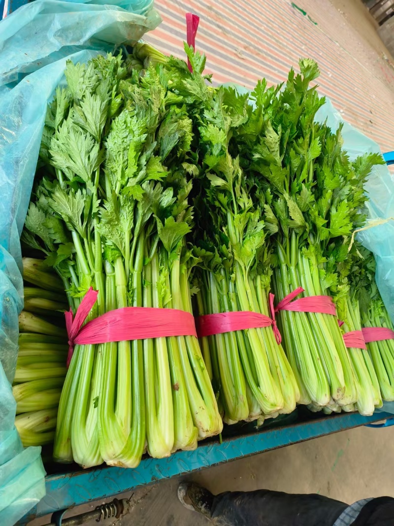 芹菜大量供应大量上市产地直发量大价优欢迎致电咨询