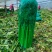 芹菜大量供应大量上市产地直发量大价优欢迎致电咨询